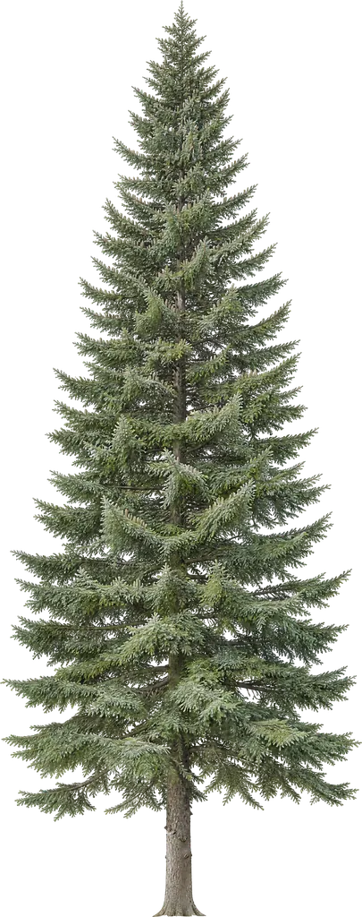 Silver fir (Abies alba)
