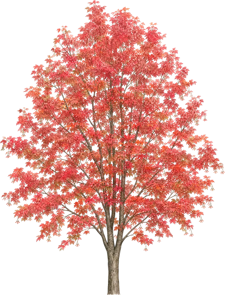Клён красный (Acer rubrum)
