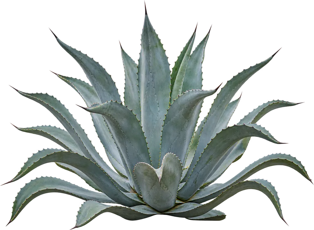 Agave americana (Agave americana)