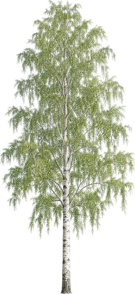 Gümüş huş (Betula pendula)