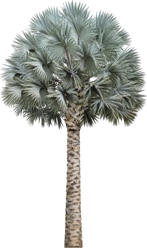 Bismarck palm: height, crown and roots for site planning — gardmi