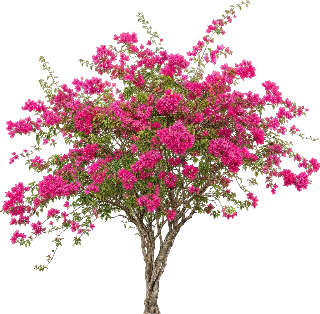Bugenwilla (Bougainvillea glabra)