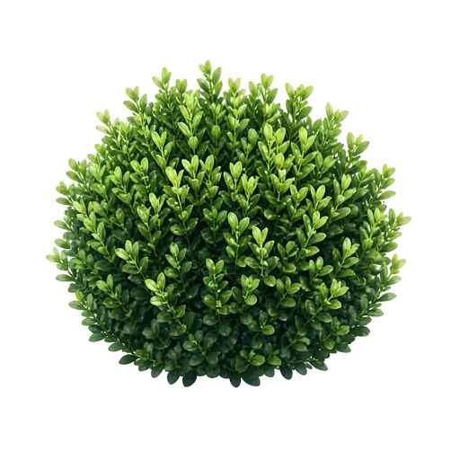 Boxwood (Buxus sempervirens)