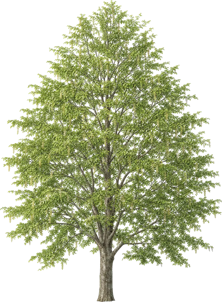 European hornbeam (Carpinus betulus)