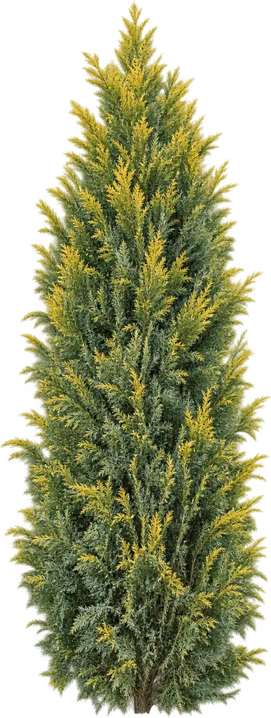 Lawsons Scheinzypresse 'Ellwood’s Gold' (Chamaecyparis lawsoniana 'Ellwood’s Gold')