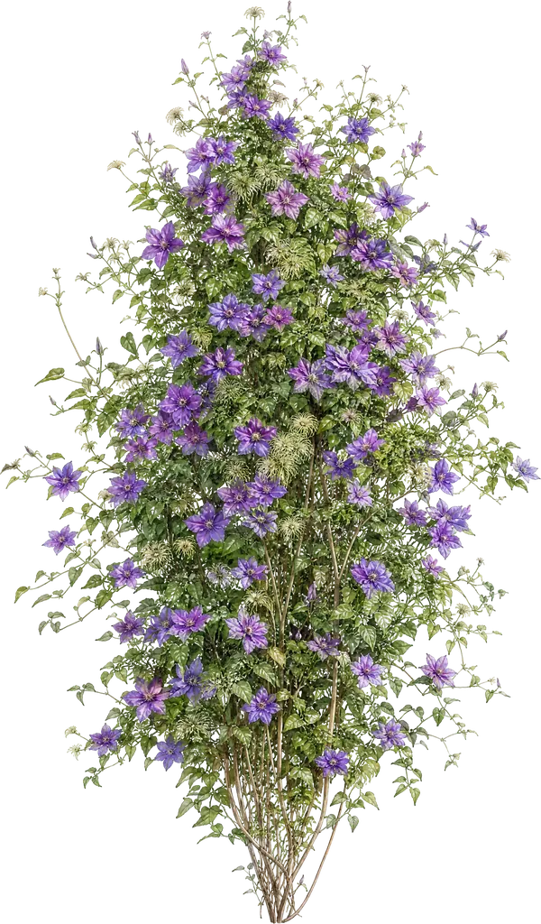 Powojnik włoski (Clematis viticella)