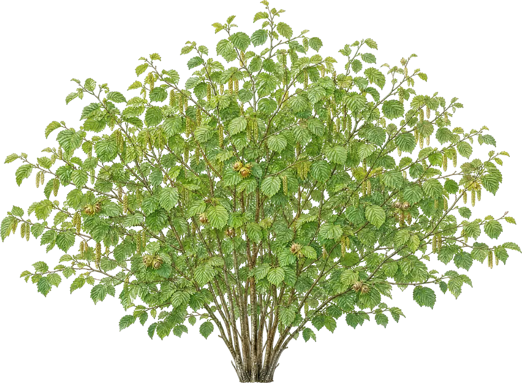 Adi fındık (Corylus avellana)