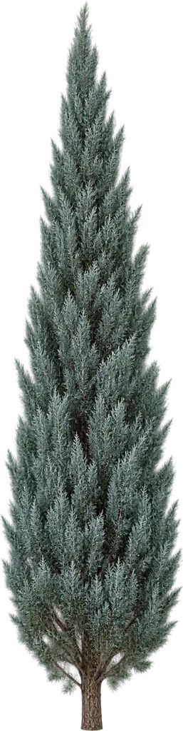 Cypřiš arizonský ‘Fastigiata’ (Cupressus arizonica 'Fastigiata')