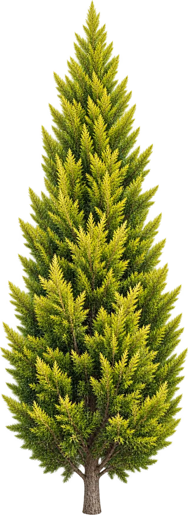 Cypřiš velkoplodý 'Goldcrest' (Cupressus macrocarpa 'Goldcrest')