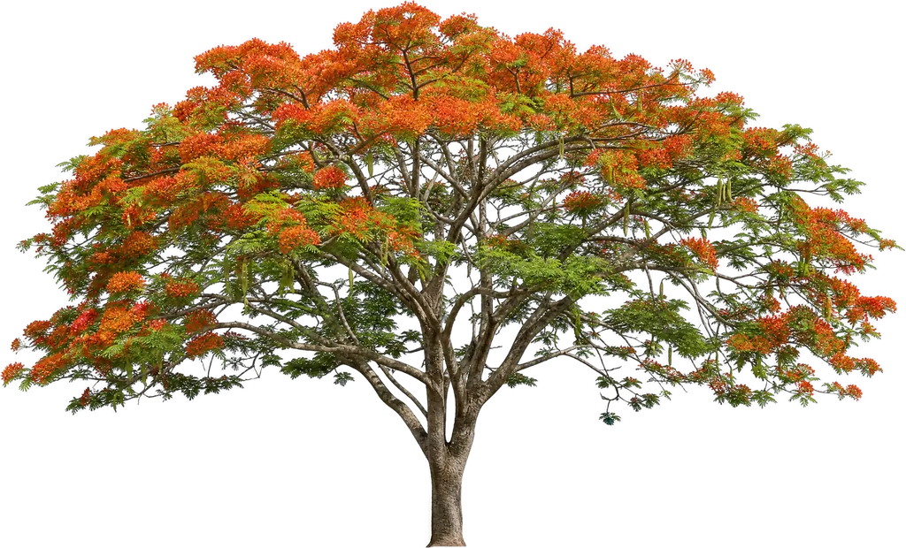Flammenbaum (Delonix regia)