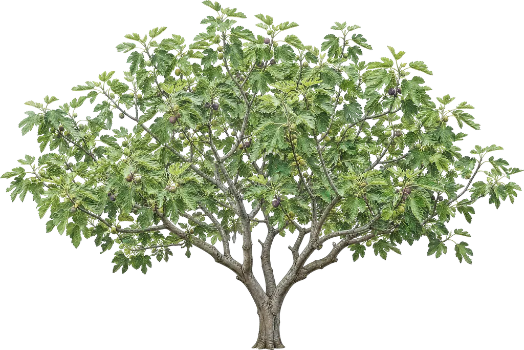 Инжир (Ficus carica)