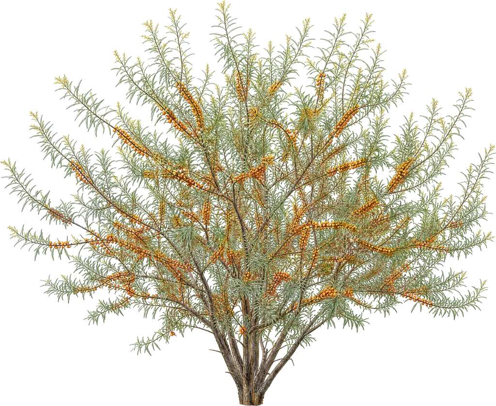Облепиха (Hippophae rhamnoides)