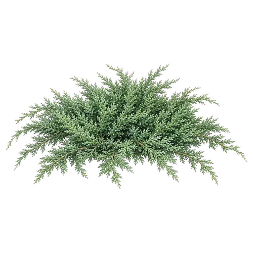 Savin juniper (Juniperus sabina)