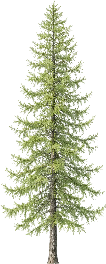 Лиственница европейская (Larix decidua)