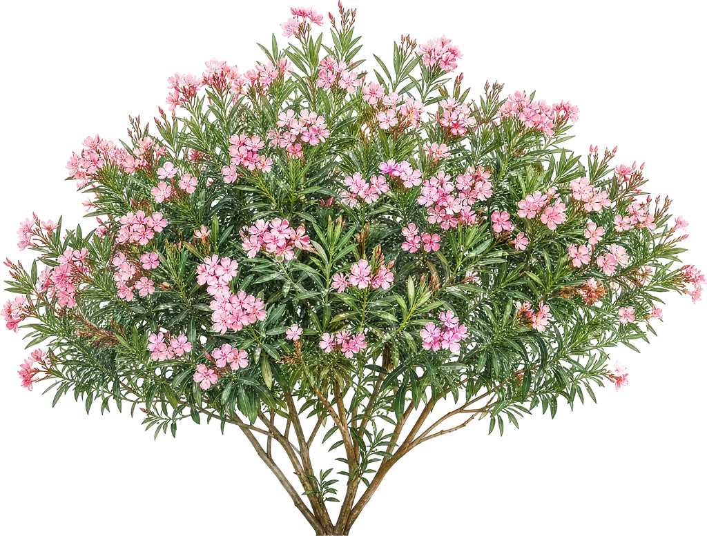 Олеандр (Nerium oleander)