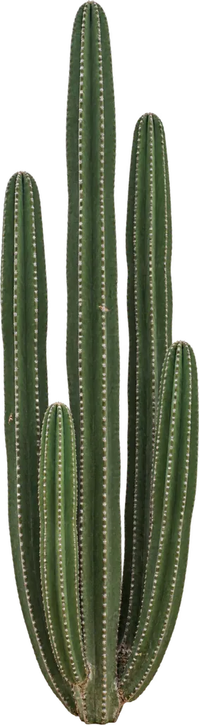 Mexican fence post cactus (Pachycereus marginatus)