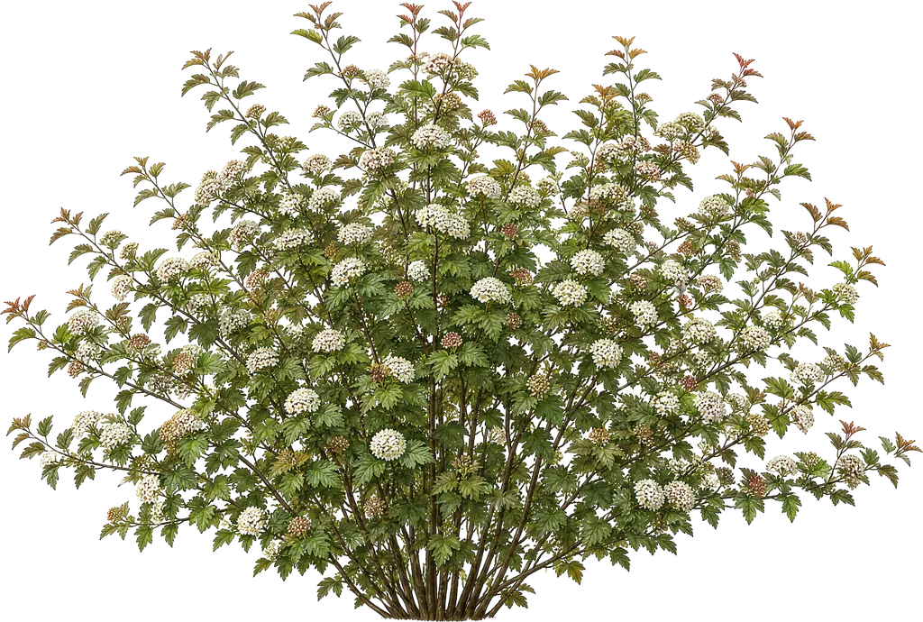 Pęcherznica kalinolistna (Physocarpus opulifolius)