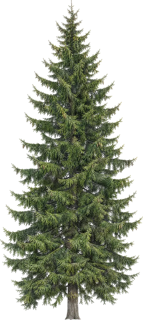 Кәдімгі шырша (Picea abies)