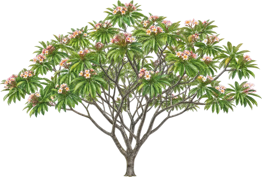 Frangipani (Plumeria rubra)