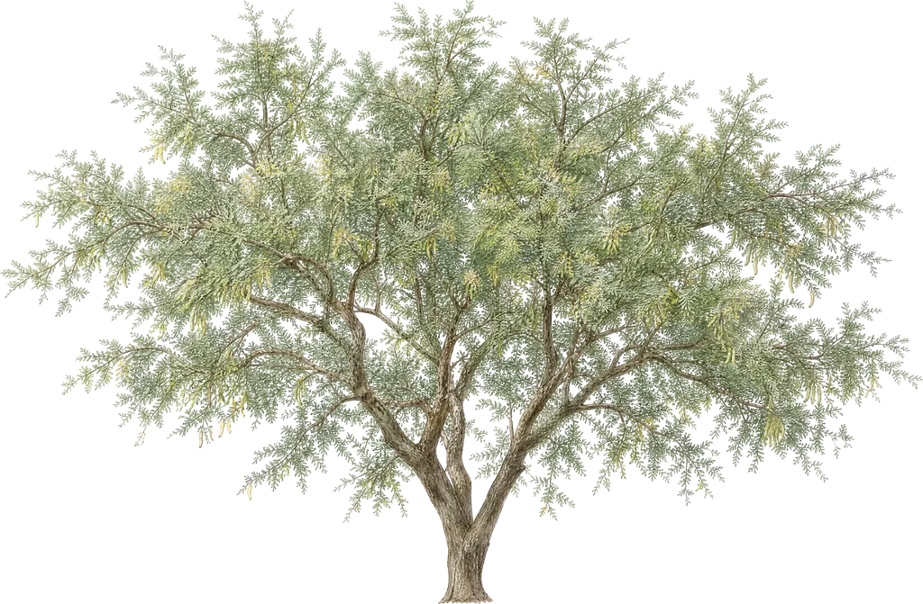 Ghaf tree (Prosopis cineraria)