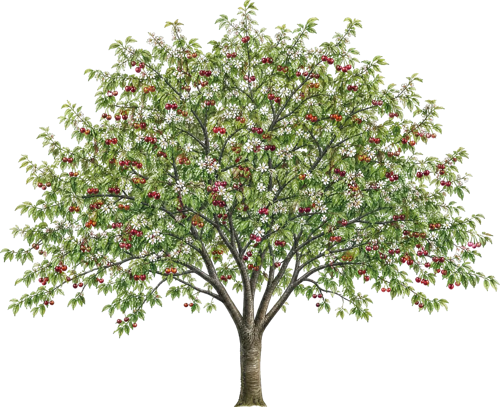 Wiśnia pospolita (Prunus cerasus)