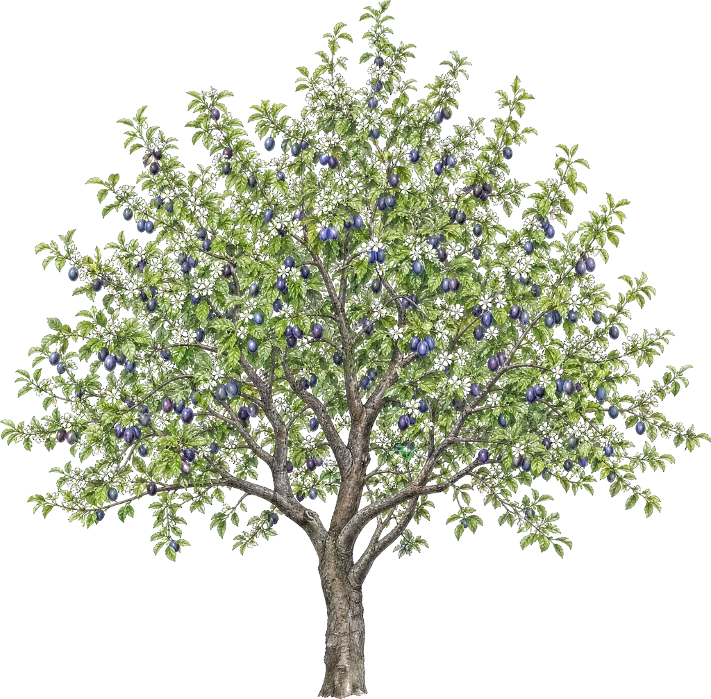 Avrupa erği (Prunus domestica)