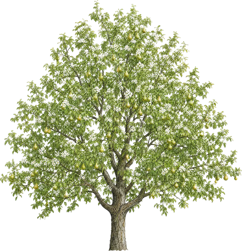Poirier européen (Pyrus communis)