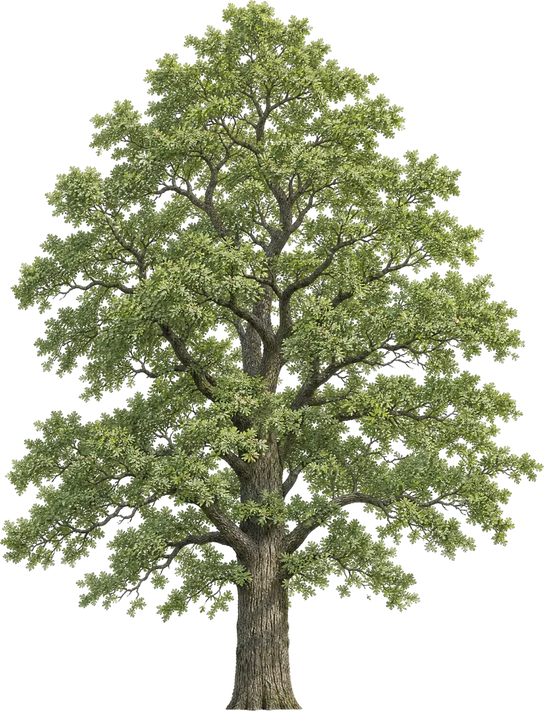 البلوط الإنجليزي (Quercus robur)