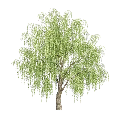 White willow (Salix alba)