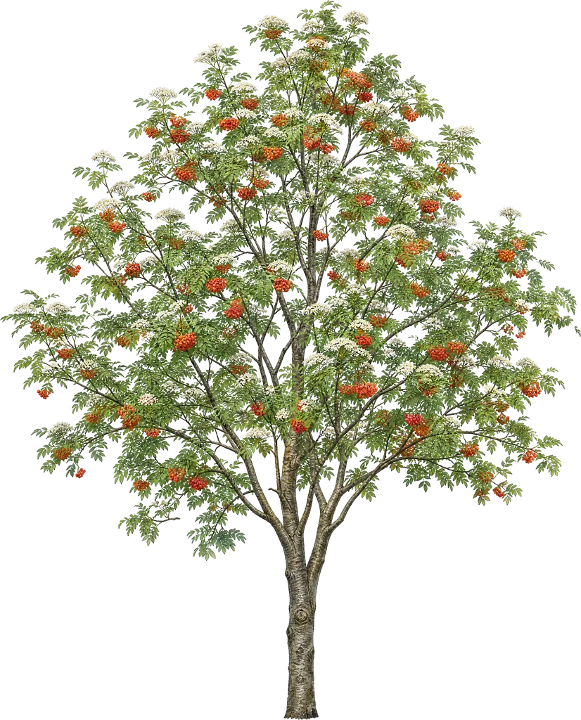 Jarząb pospolity (Sorbus aucuparia)