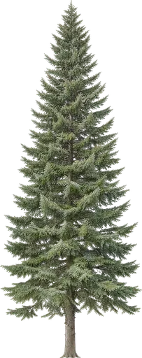 Abeto blanco (Abies alba)