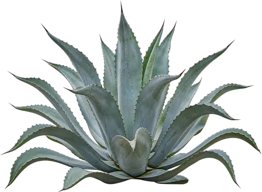 Pita (Agave americana) (Agave americana)