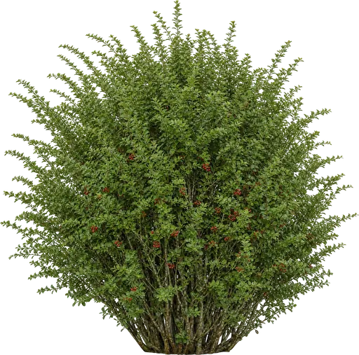 Berberis japonés (Berberis thunbergii)