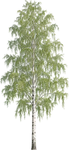 Abedul plateado (Betula pendula)