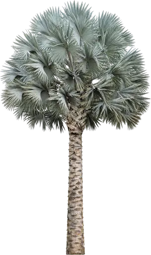 Palmera de Bismarck (Bismarckia nobilis)