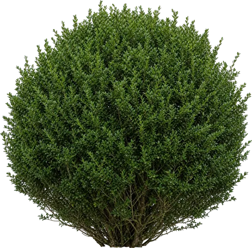 Boj común (Buxus sempervirens)