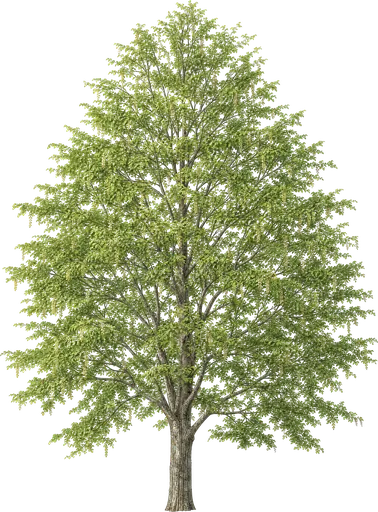 Carpe europeo (Carpinus betulus)
