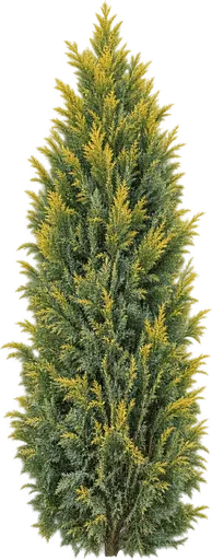 Ciprés de Lawson 'Ellwood’s Gold' (Chamaecyparis lawsoniana 'Ellwood’s Gold')