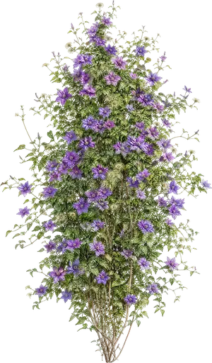 Clemátide italiana (Clematis viticella)