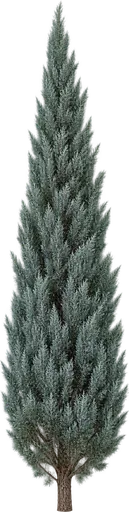 Ciprés de Arizona ‘Fastigiata’ (Cupressus arizonica 'Fastigiata')