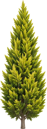 Ciprés de Monterrey 'Goldcrest' (Cupressus macrocarpa 'Goldcrest')