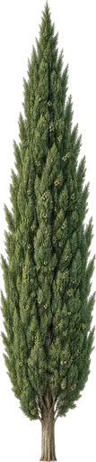Ciprés mediterráneo (Cupressus sempervirens)