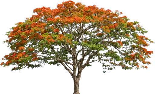 Flamboyán (Delonix regia)