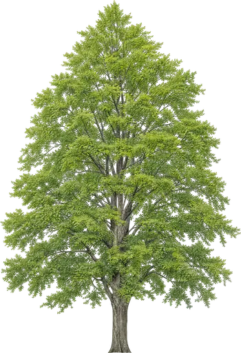 Haya europea (Fagus sylvatica)