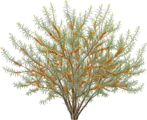Espino amarillo (Hippophae rhamnoides)