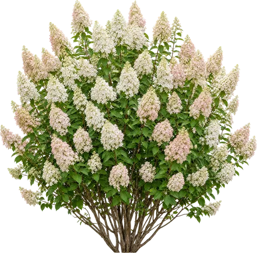 Hortensia paniculata (Hydrangea paniculata)