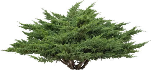 Enebro de Virginia o sabina (Juniperus sabina)