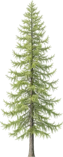 Alerce europeo (Larix decidua)