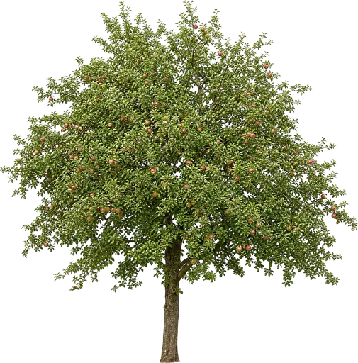 Manzano (Malus domestica)