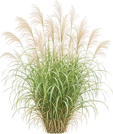Miscanthus chino (Miscanthus sinensis)